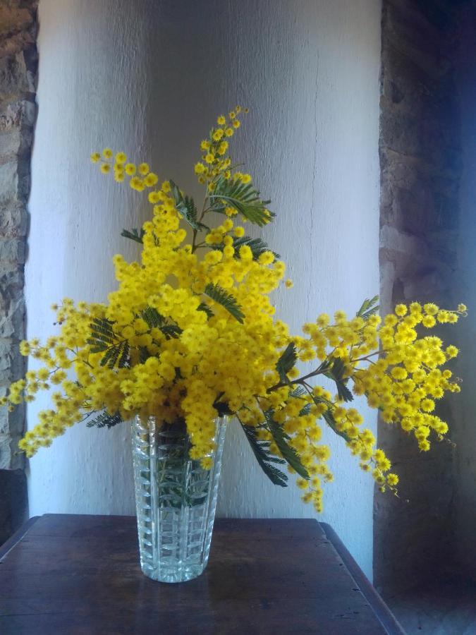 Cascinale La Mimosa Bed & Breakfast Cupramontana Dış mekan fotoğraf